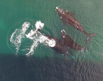 Ballenas copulando en Puerto Madryn