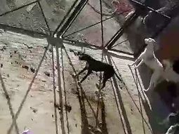 calvario para ocho perros en campana calvario para ocho perros en campana