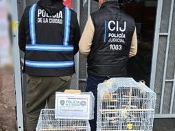 maltrato animal en villa urquiza: rescataron cuatro aves que estaban en venta en un supermercado maltrato animal en villa urquiza: rescataron cuatro aves que estaban en venta en un supermercado