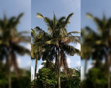 Soñó que talaba un árbol y atacó dormido a su sobrino con una motosierra