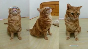 un gato hace equilibrio con un hisopo un gato hace equilibrio con un hisopo