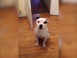 Ziggy, un perro obediente que se viralizó a través de redes sociales Ziggy, un perro obediente que se viralizó a través de redes sociales