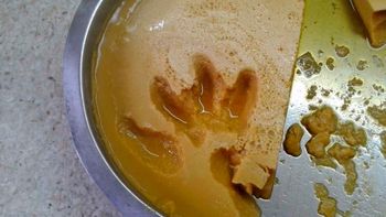 indignante: robaron un hogar de ninos y se comieron hasta el flan indignante: robaron un hogar de ninos y se comieron hasta el flan