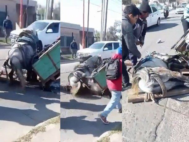 Indignación en Santiago del Estero por un caso de maltrato animal que se hizo viral
