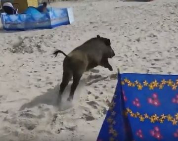 VIDEO: Jabalí atacó a turistas en una playa 