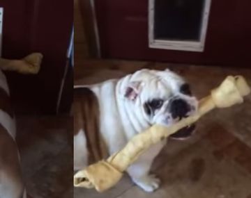 Pasa o pasa: un bulldog terco lucha con su hueso extra grande y una puerta