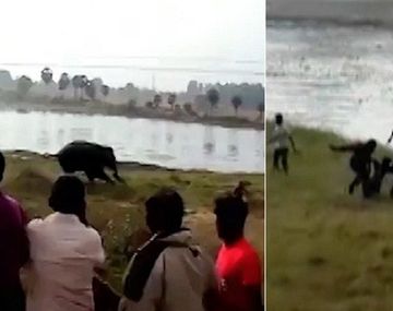 Un elefante enojado embiste contra una multitud en la India y deja un muerto