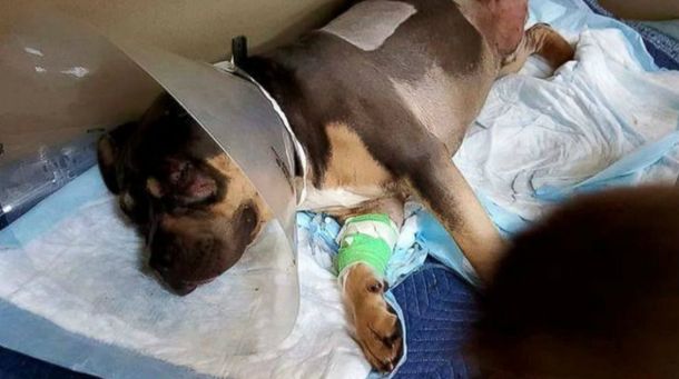 Un perro sobrevivió tras ser arrollado por 13 trenes a lo largo de todo un día