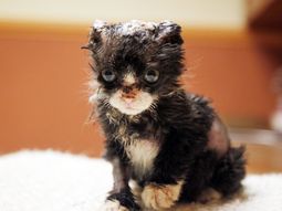 A un gatito lo prendieron fuego pero está fuera de peligro