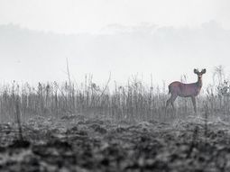 Solidaridad: veterinaria atiende gratis a animales quemados
