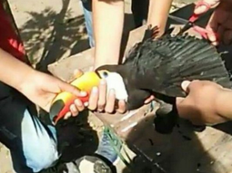 Salta: torturaron a un tucán hasta matarlo