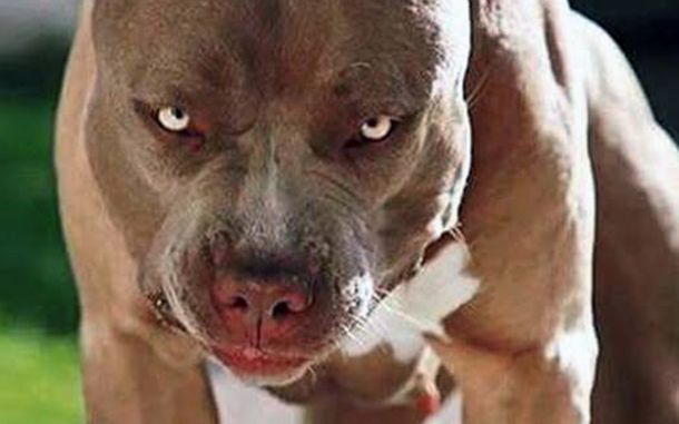 Alarma en Córdoba por otro ataque de un pitbull: un bebé de 9 meses quedó internado