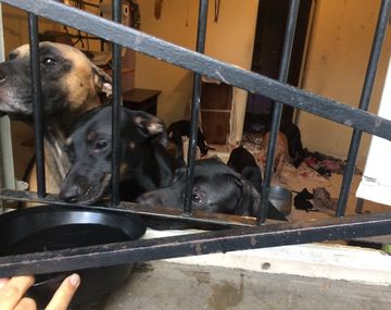 La fiscalía rescató a los 10 perros abandonados en un departamento en Constitución