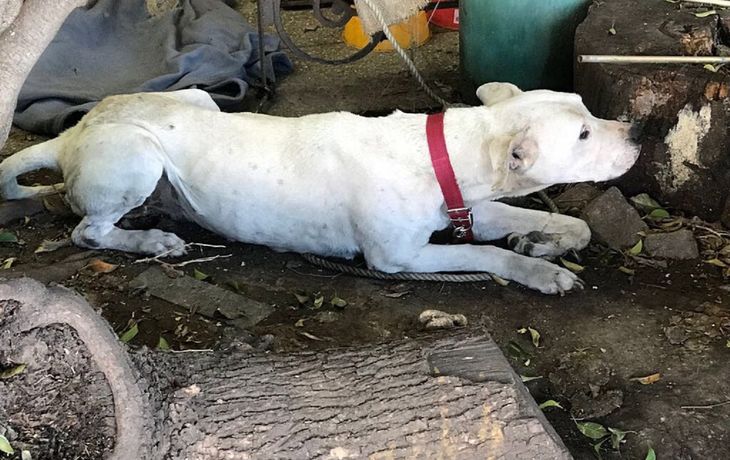 Rescataron a un perro e imputaron a la dueña por maltrato y crueldad animal