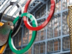 Sin Juegos: la Argentina no competirá en las olimpíadas de palomas