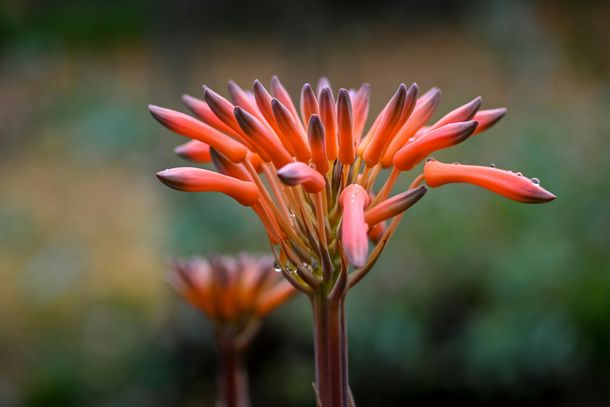La planta que ayuda a la digestión, rejuvenece la piel y alivia todos los dolores