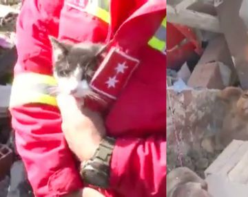 VIDEO: Así rescataron a más de 60 mascotas tras un derrumbe de tierra en Bolivia