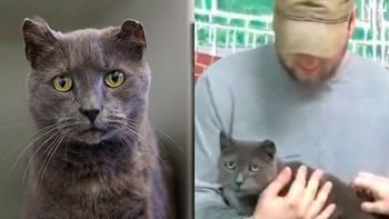 una gata huyo de su casa para buscar a su dueno y lo encontro 4 anos despues una gata huyo de su casa para buscar a su dueno y lo encontro 4 anos despues