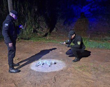 Atropellaron y mataron a un margay