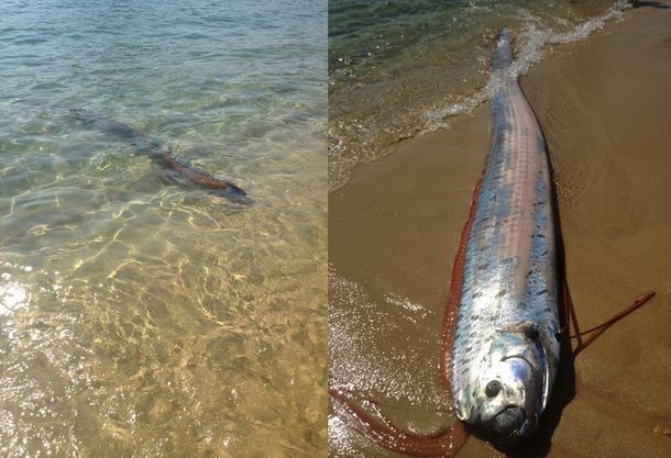 Sorpresa por el espeluznante hallazgo de un pez gigante en el Golfo de California