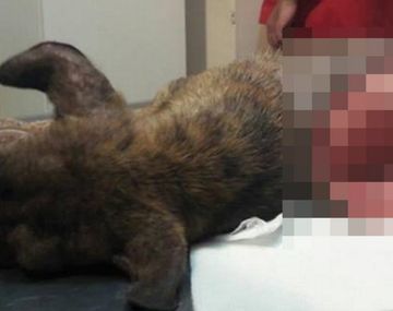 Despellejaron vivo a un perrito en Jujuy
