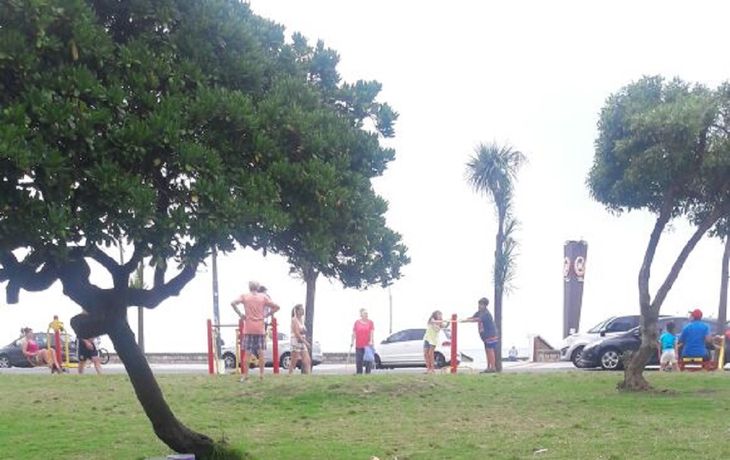 Miel, el perrito que necesita una familia