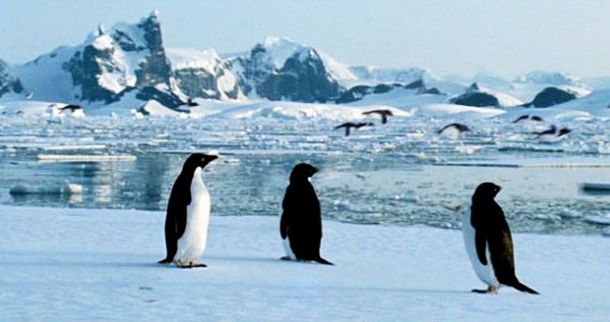 Pinguinos2