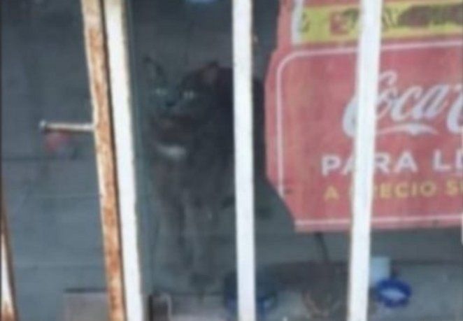 Desesperado pedido para salvar un gato encerrado en un local
