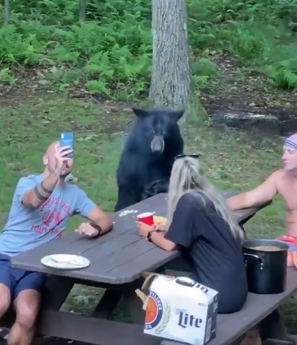 VIDEO: se encontraron con un oso amigable y lo alimentaron