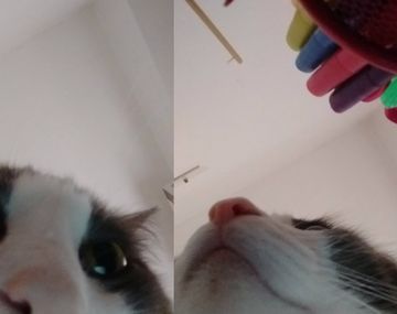 Sinatra, el gato fachero que se saca selfies