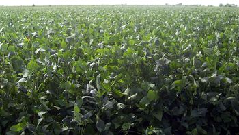 el 72 por ciento de los cultivos de los militares son de soja el 72 por ciento de los cultivos de los militares son de soja