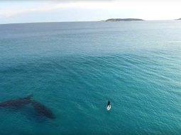 VIDEO: Hace paddle surf con ballenas