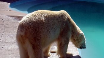 mientras el oso arturo agoniza, rematarian animales del zoo de mendoza mientras el oso arturo agoniza, rematarian animales del zoo de mendoza