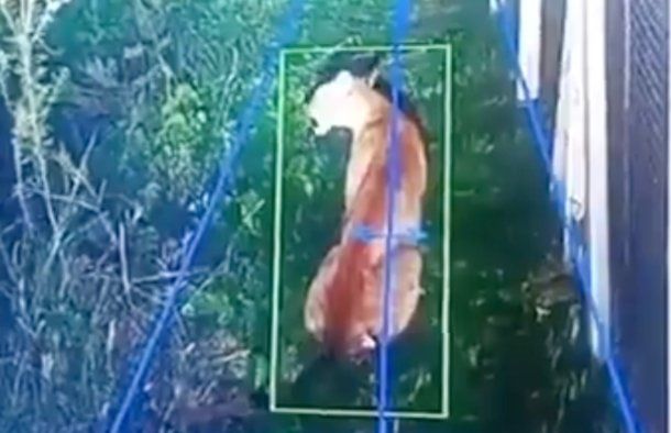 Alerta en un country de Hudson por un puma suelto: montaron un operativo para capturarlo