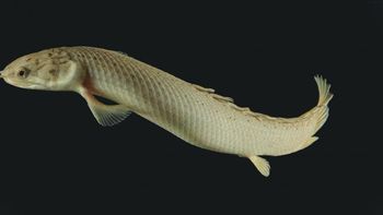 un pez revela un dato clave en la evolucion del ser humano un pez revela un dato clave en la evolucion del ser humano