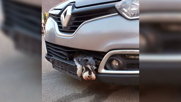 Un perro viajó 20 kilómetros atorado en la parrilla de un auto