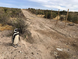 Greenpeace denunció penalmente la matanza masiva de pingüinos en Punta Tombo: piden el embargo del campo
