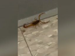 Encontraron un nuevo alacrán en el Colegio Lengüitas