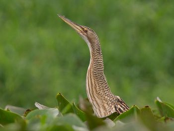 Sorpresa por la aparición de un extraño pájaro en Temperley