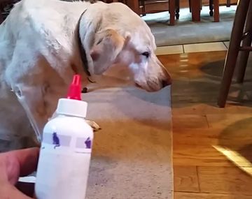 A este perro no le gustan los remedios
