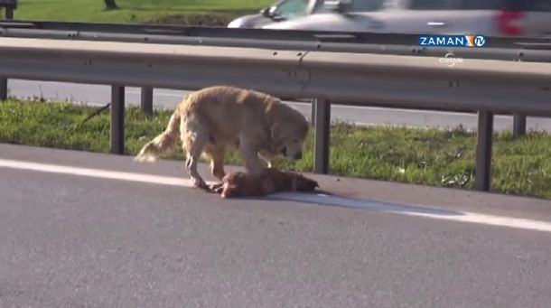 Perro hace lo imposible por sacar de la autopista el cuerpo de su amigo muerto