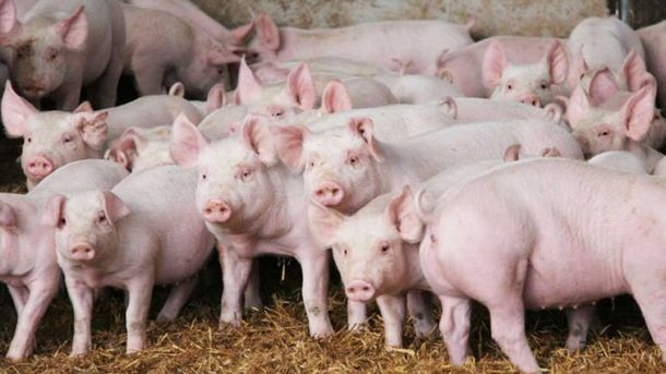 Acuerdo porcino con China: Tienen que ser contemplados los riesgos sanitarios de las personas y los animales