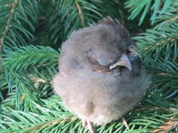Pajarito