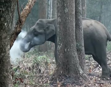 El elefante sólo quería cubrir su dosis sana de carbón
