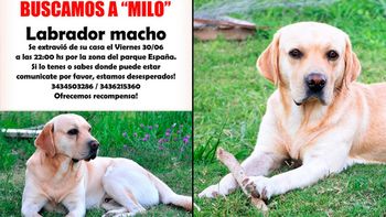 perdio a su perro y lo busca con una emocionante carta que se volvio viral perdio a su perro y lo busca con una emocionante carta que se volvio viral