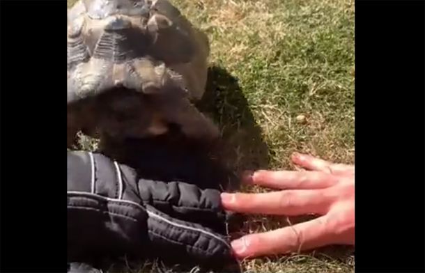 La insólita tortuga racista que embiste lo que sea negro