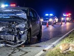 El choque contra el puma se registró a la altura del kilómetro 376 de la Ruta 11 El choque contra el puma se registró a la altura del kilómetro 376 de la Ruta 11