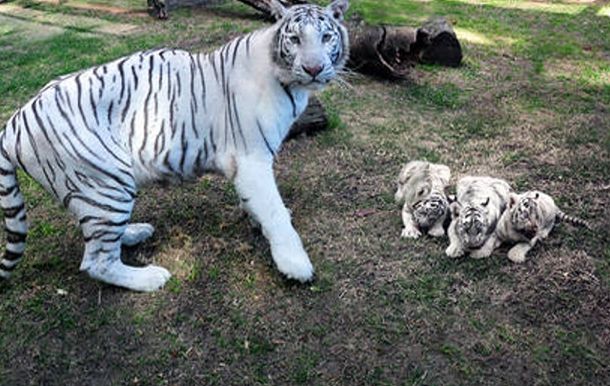 Nacen trillizos de tigre de Bengala blanco en el  Zoo de Buenos Aires