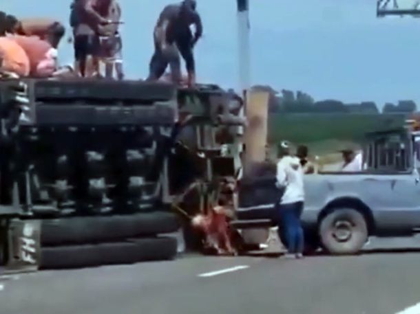 Tragedia en Ruta 8: volcó un camión con ganado, murió el conductor y hubo faena en la banquina