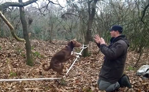 El verdadero perro acróbata demuestra su elasticidad